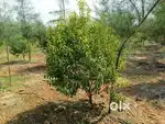 22 Cents 9 Lakhs # Agricultural Lands # Sri Gandham, Mahagani & Neredu