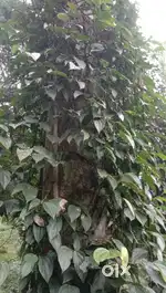 Agamalai, Periyakulam 6.10Acres, 8.5Lacs per acre (Unmaintained)
