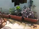 1BHK House for Rent