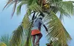 തേങ്ങയിടാൻ ആളെ വേണം