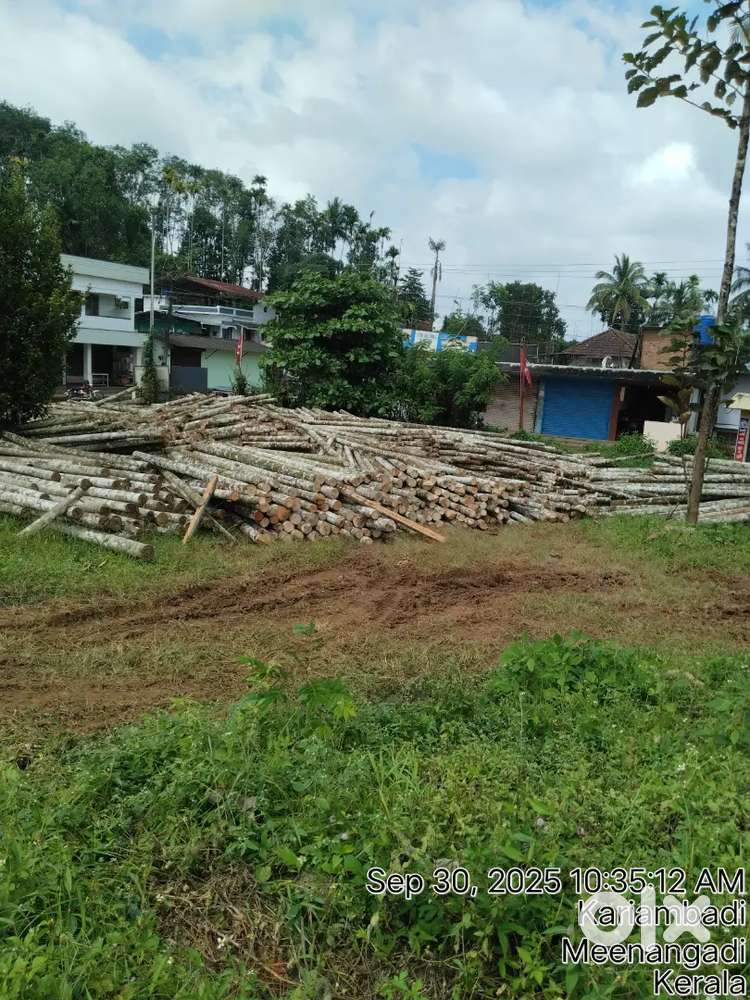 Aracanut posts 10,12,15 feet length