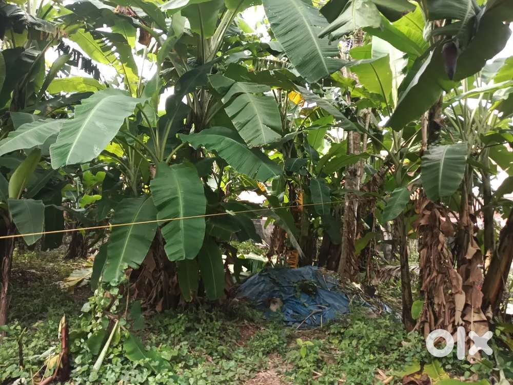 Plot for sale in poojapura