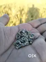 Black wheat काली गेहू