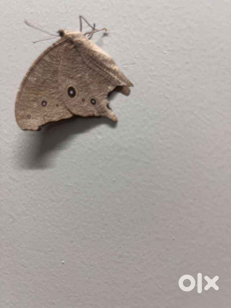 Tv onida black working