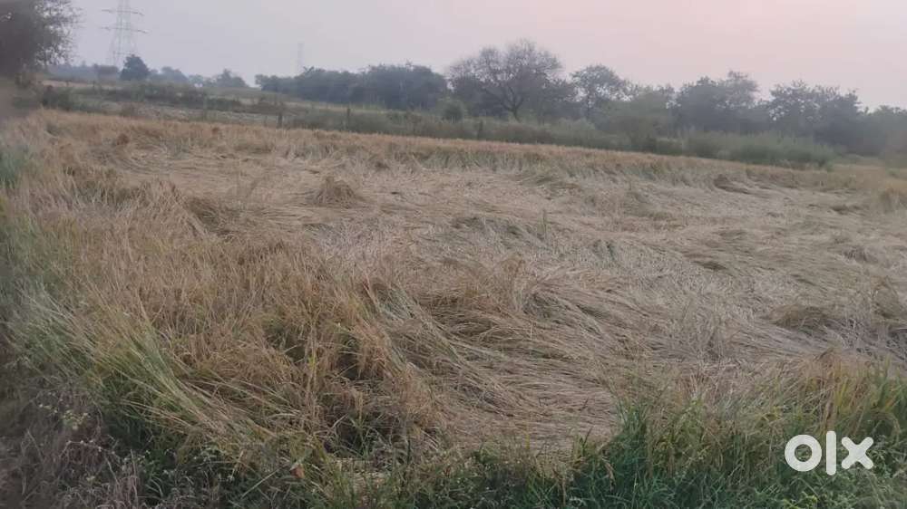 2.50 ekad khet lena hai