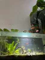 2ft planted aqurium for sell with full setup