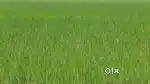 Land 8 kanal and few marlas , available near watlar Ganderbal