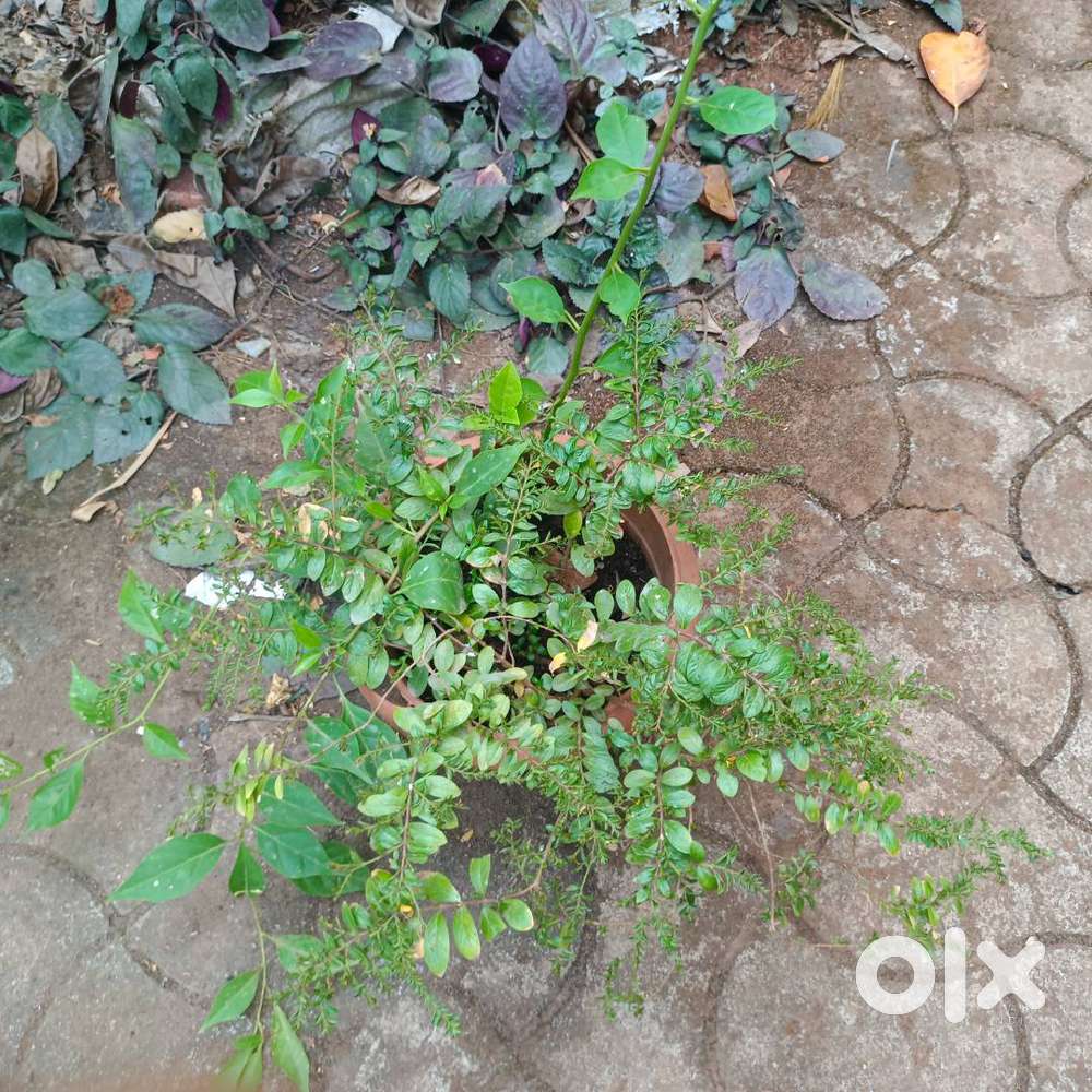 30 Cent Land for Rent – Balussery, Clean Plot with Well Water