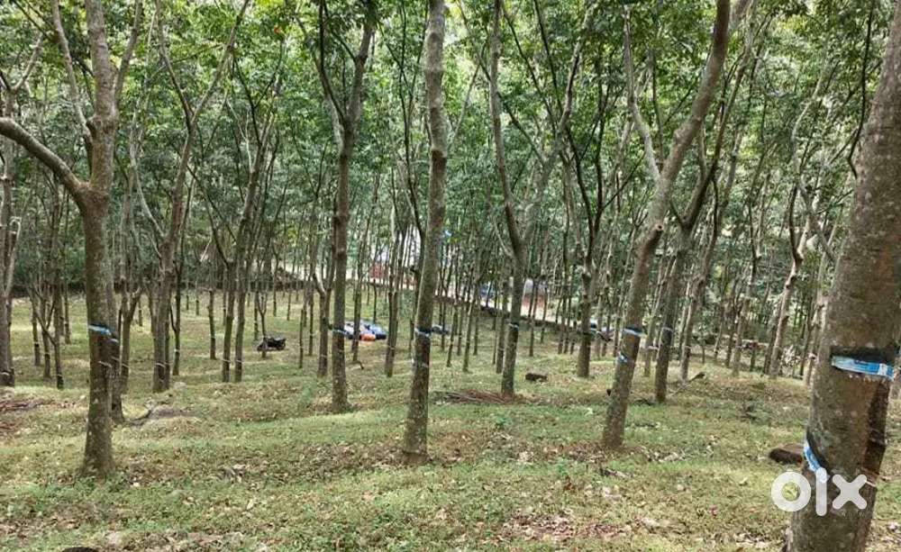 2 ഏക്കര്‍ ഭൂമി ruber ആയൂര്‍