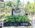Need ACE Driver in Vypin