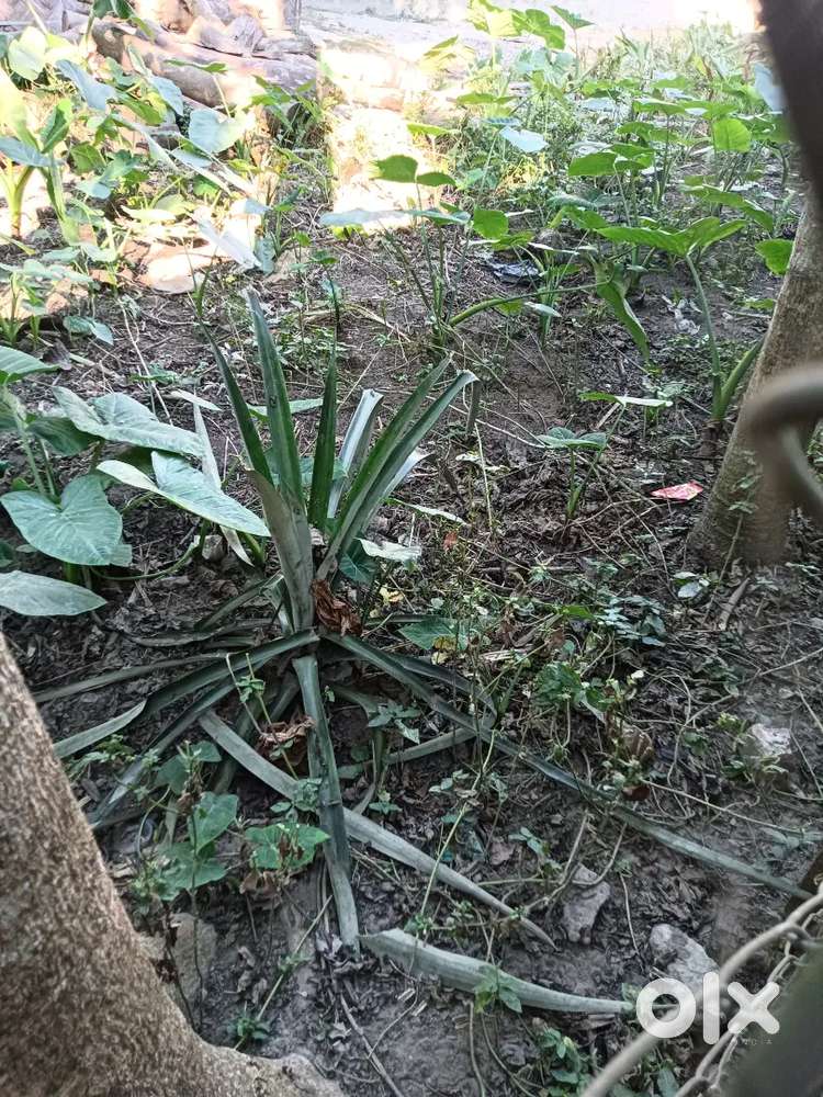 Location Gohpur Delhousee