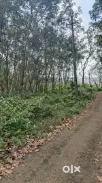 Rubber Plot For Sale, Ready For tapping