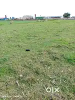 Mangaldoi Land In Sell