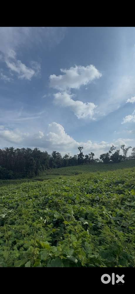 Mannarkkad 3.50 acers near to new hilte Mall