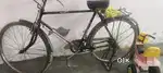 New cycle 8 Mahina Chali