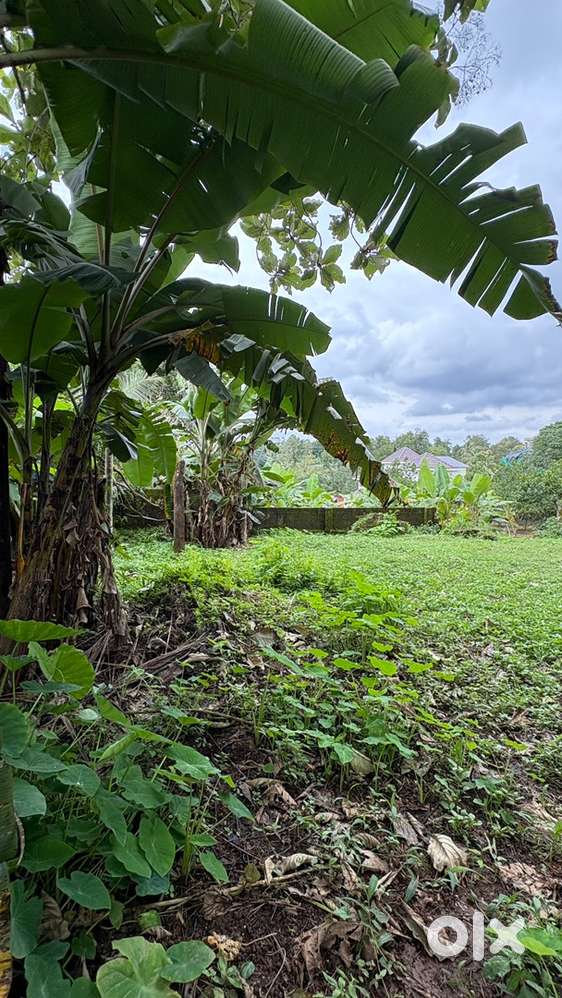 മുളന്തുരുത്തിയിൽ സെന്റിന് 1.50 ലക്ഷം