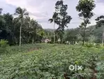 1.30 lakhs /cent. House plot for sale in Pallickathode