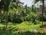 A plot of land with coconut trees and Arecanut trees
