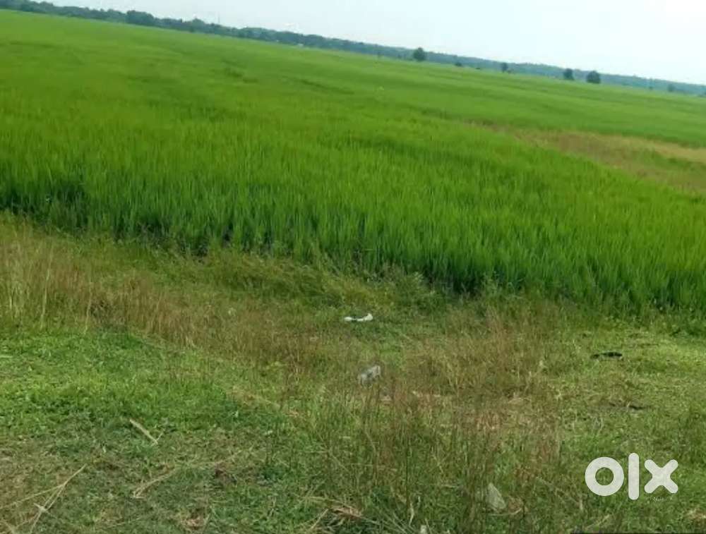 5 Bigha at Moran Town