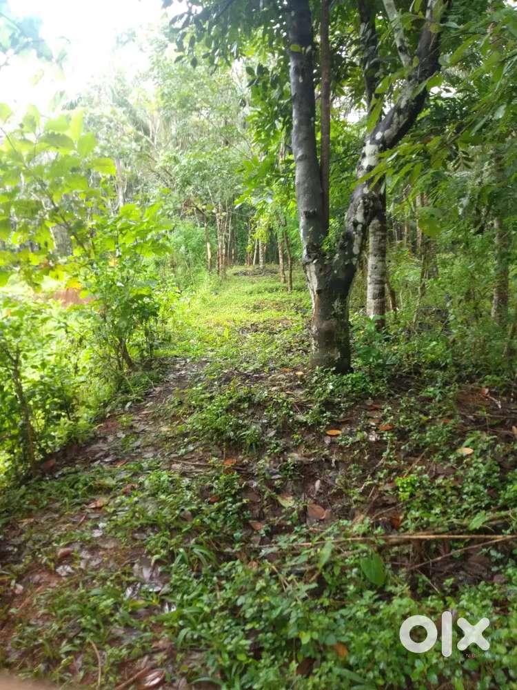 Coconut Tree land for Sale ,
