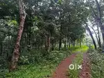 4 acre Rubber plot with road access and near to main road also.