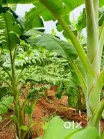3acre 4 gunta agricultural land for sale