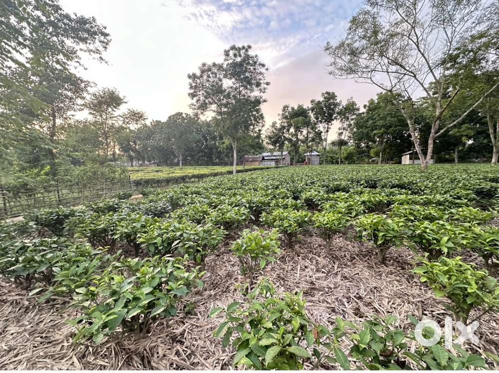 Tea Garden 8 Bigha
