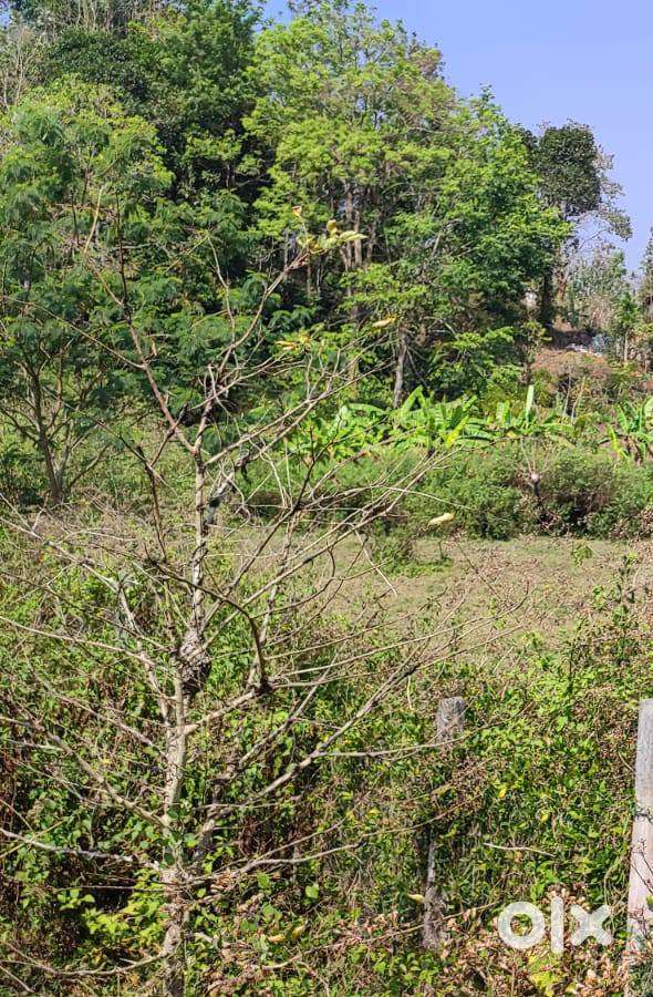 Prime Land for Sale in Gudalur Town, The Nilgiris District