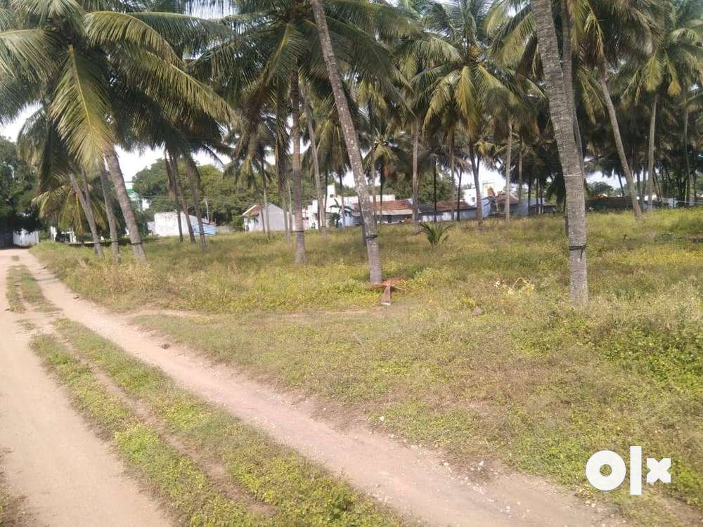 Coconut farm land for sale in Kinathukadavu area
