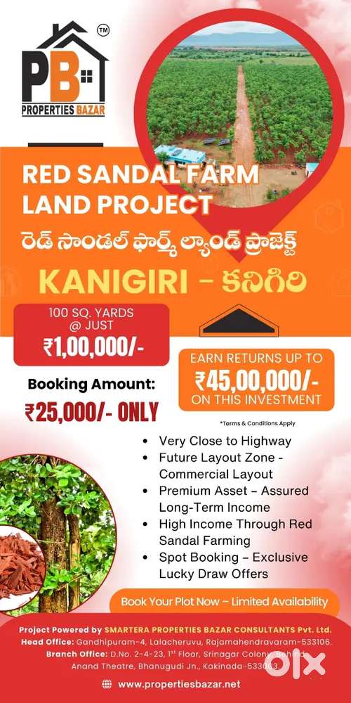 Red sandalwood farming plots in Kanigiri