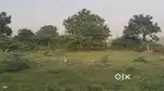 Minjur Kesavapuram near Nalur Hindhuja Leyland Quarters land Sale