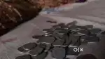 5 paisa coins
