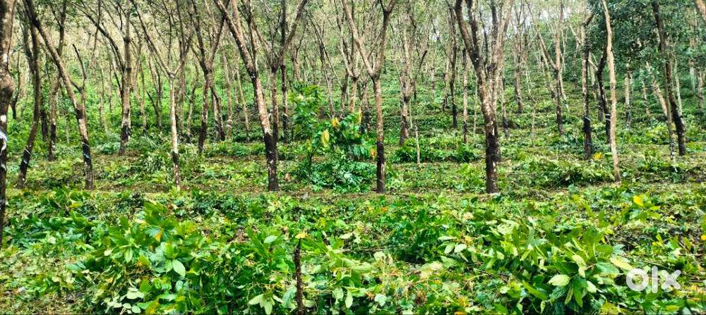 1 acre rubber plot for sale