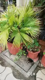 Healthy green plants for sale