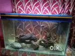 Selling Fish aquarium