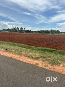Agriculture land/agricultural land/coconut farm/farm land/farm house