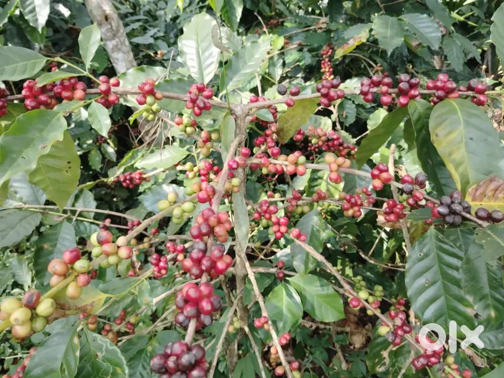 Coffee plantation for lease