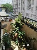 Green plants and pots