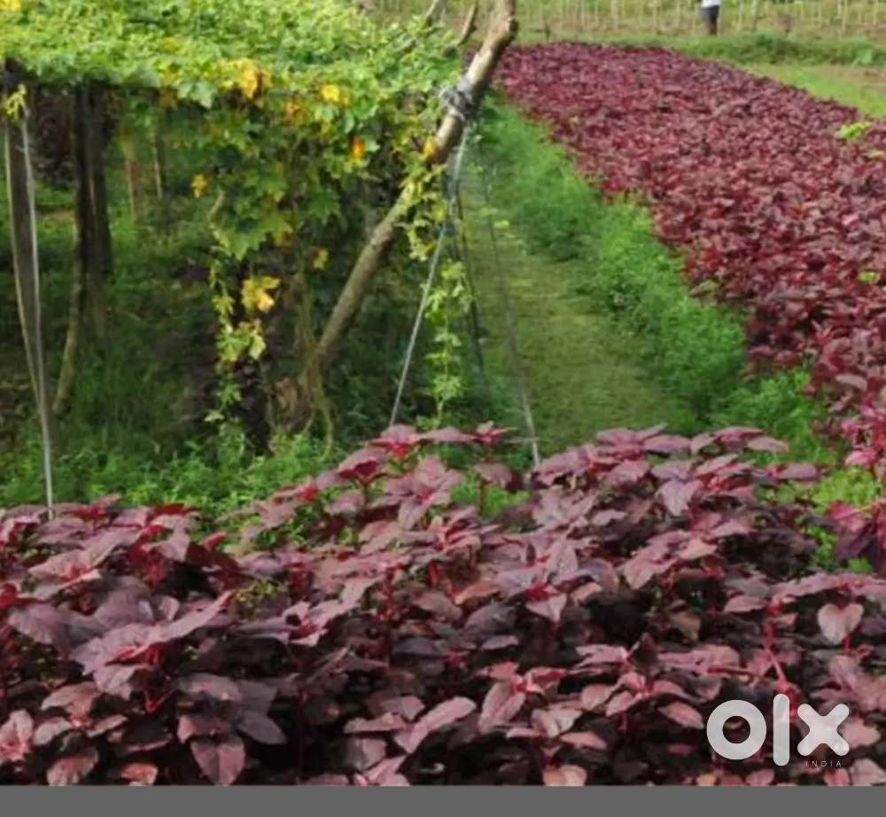 13 cents karabhoomi for sale in Kaliyoor Vellayani.