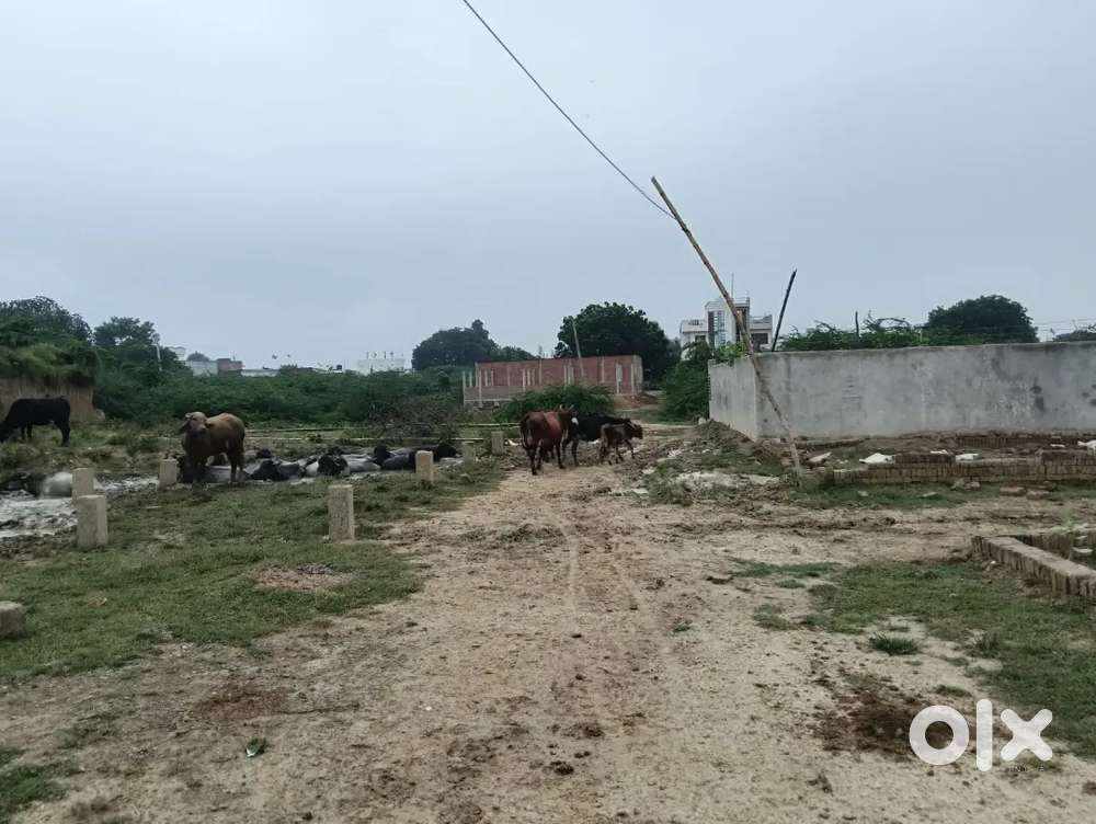 *नगर निगम प्रयागराज झलवा* *कालिंदीपुरम 120 फिट रोड पर जागृति विहार