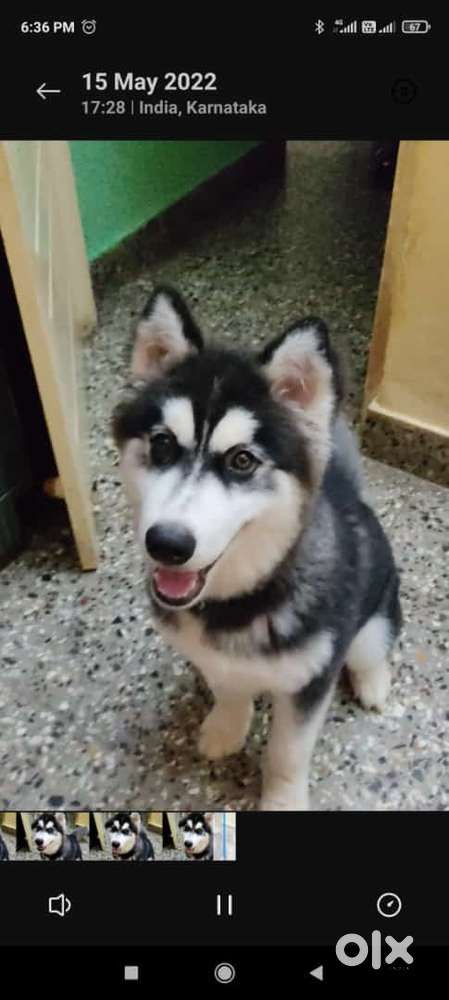 Need Dog caretaker for home 24hrs