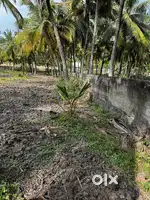 PRICE DROP! URGENT SALE!  NORTH THAMARAIKULAM THOPPU