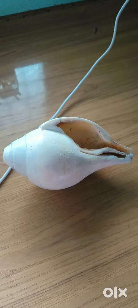 New Bajane wala Vishnu Shankh 9 Inch