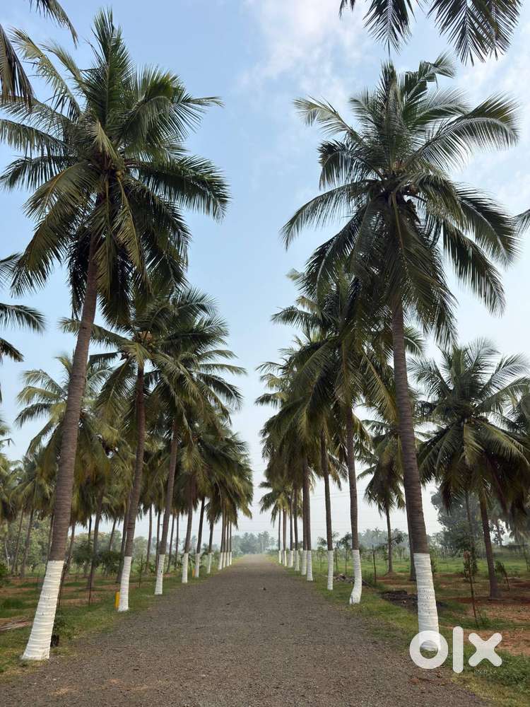 Tiny Forest Farm Land For Sale