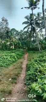 Mainagappally panchayath thevalakkara border. 6sent