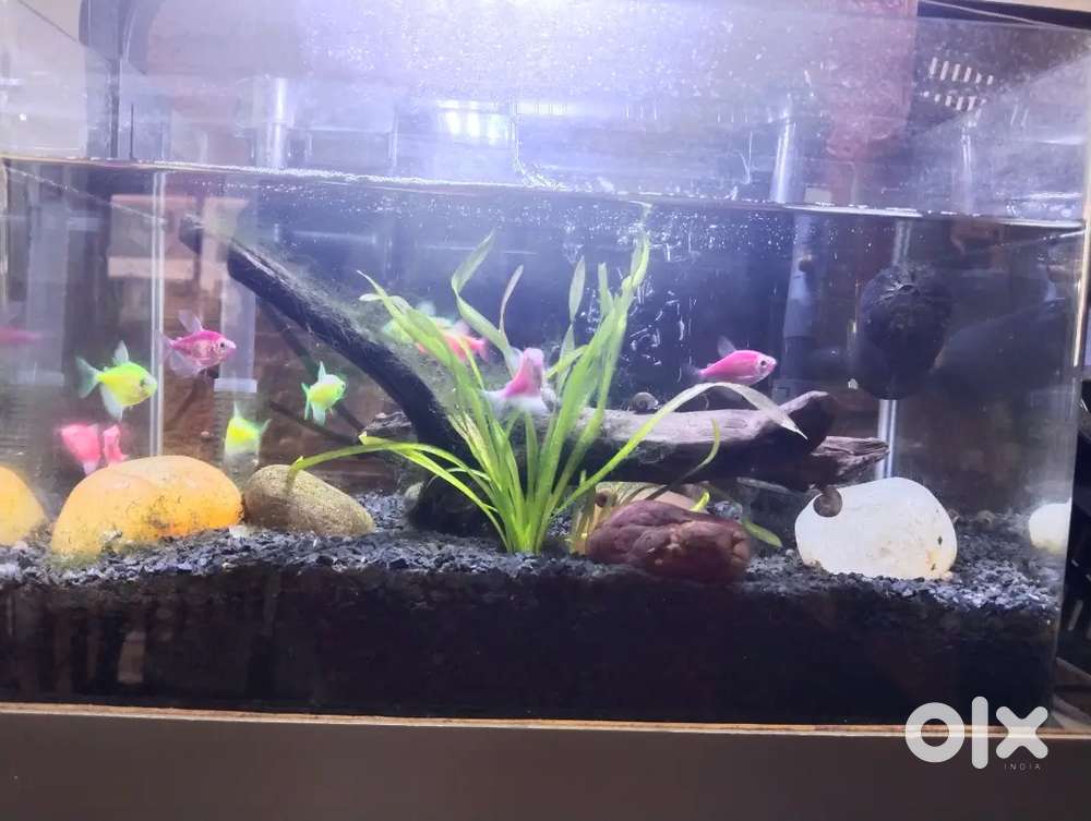 Urgently required  al fahm, shawarma and shawaya maker. Pls contact.