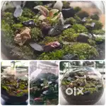 Closed Terrarium