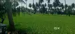 Agriculture 1 Acre ITUKULAGUNTA east facing road side Thar road laid