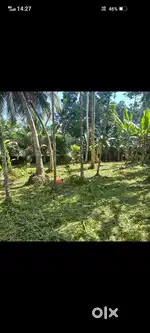 Green and spacious Plot for sale