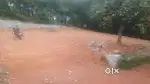 Pothencode vavaraambalam  10 cent